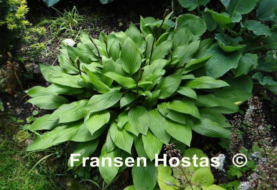 Hosta Maraschino Cherry - Fransen Hostas